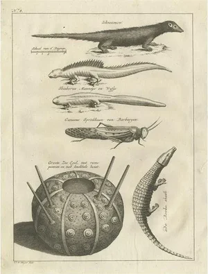 Shaw, Lizards, Locust, Mongoose and a Sea Urchin, 1773, Engraving