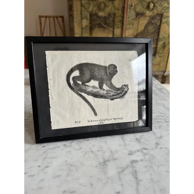 Monkey, 1831-35, Original Lithograph For Sale - Image 6 of 12