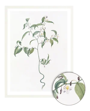 Celerie Kemble Curated Australian Botanical VII (16x20) in White Frame