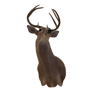 White-Tail Deer Shoulder Mounted Buck