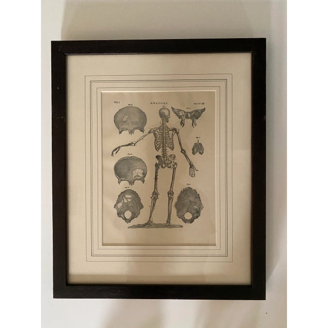 Figurative 1890 Original Skeleton Anatomy Illustrations - Set of 2 For Sale - Image 3 of 7