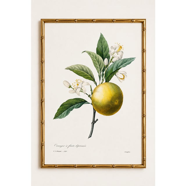 Paper Orange by Redouté, Vintage Botanical Art Print, 24" X 36" For Sale - Image 7 of 10