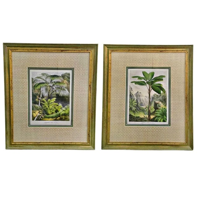 19th-Century Botanical Exotic Palm Chromolithographs – Verschaffeltia & Acanthophoenix, Museum Framed From L’Illustration Horticole, a Pair For Sale - Image 14 of 14