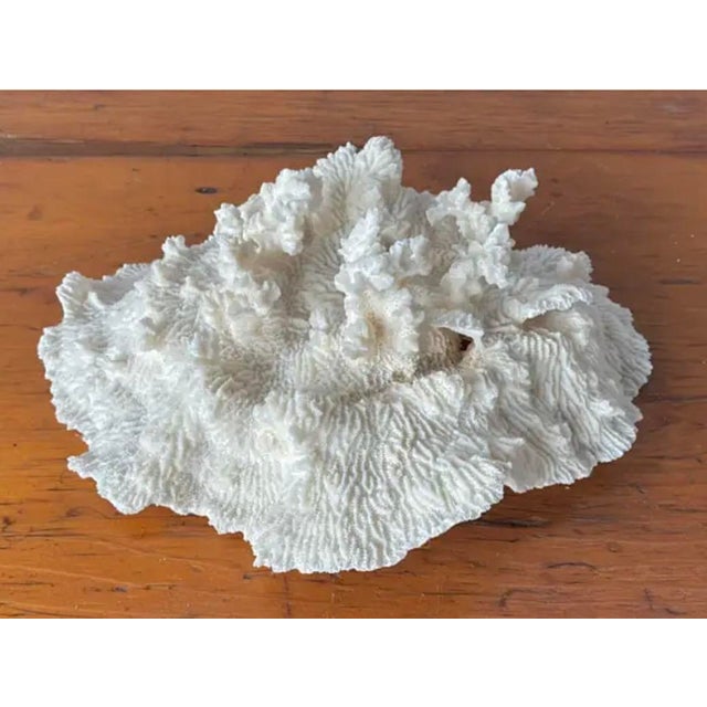 Natural White Coral Reef Specimen #7 For Sale - Image 10 of 10
