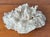 Natural White Coral Reef Specimen #7 For Sale - Image 10 of 10