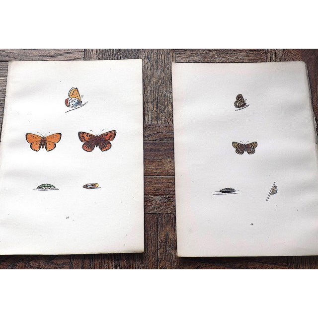 Mid 19th Century Antique 19th Century Hand Colored Butterfly Lithographs - Set of 12 For Sale - Image 5 of 12