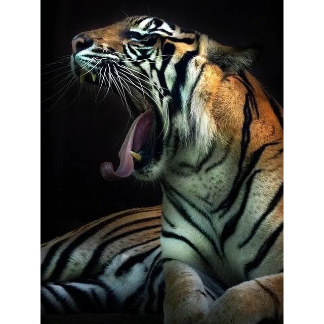 Aprison Photography, Sumatran Tiger Opening His Mouth and Basking in the Sun, Photograph, in Flawless conditions. Designed...