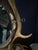 Early 20th Century Early 20th Century Antler Vanity Mirror For Sale - Image 5 of 12