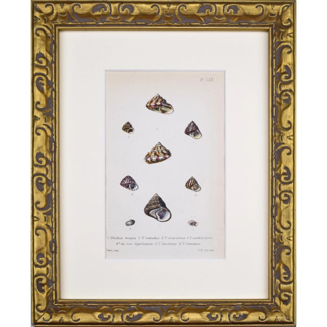 English 19th Century Antique Hand Colored English Shell Prints by John Jeffreys 1869-A Pair For Sale - Image 3 of 11