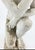 Mediterranean Mid 20th Century Classical Carved Sculpture of the "Crouching Venus" For Sale - Image 3 of 4