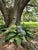 Vintage Cast Iron Owl Garden Sculpture on Natural Branch Base For Sale - Image 10 of 11