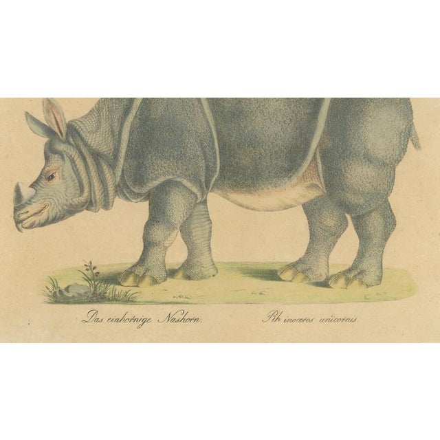 Brodtmann, Indian Rhinoceros (Rhinoceros Unicornis), 1816, Lithograph For Sale - Image 6 of 9