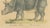 Brodtmann, Indian Rhinoceros (Rhinoceros Unicornis), 1816, Lithograph For Sale - Image 6 of 9