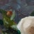 2020s Contemporary Roses II by Jon Doran | Oil on Panel Small White Roses Still Life For Sale - Image 5 of 9