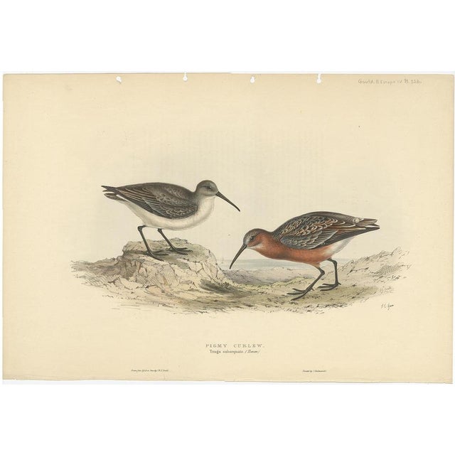 Antique bird print titled 'Pigmy Curlew'. Old bird print depicting the pygmy curlew. This print originates from 'Birds of...