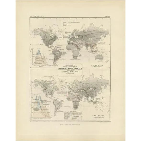 Mid 19th Century Antique Map of the Division and Distribution of Mammals by Johnston, 1850 For Sale - Image 5 of 5