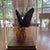 Taxidermy Birdwing Butterfly perched on natural wood with grain accents. Wood base. Plexiglass case