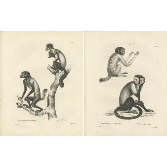 Carel Christiaan Antony Last, Oeakari, Sodenaap, Cacajao & Capuchin Monkeys, Lithographs, 1836, Set of 2 For Sale - Image 4 of 6