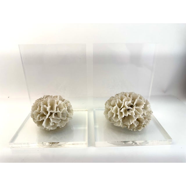 Vintage Mid Century Lucite Bookends With Natural Coral Specimens, Coastal Modern Sculptural Pair For Sale - Image 9 of 9