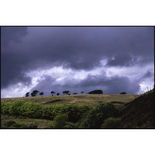 Paul Cooklin, Treeline, Edition of 50 For Sale - Image 4 of 4