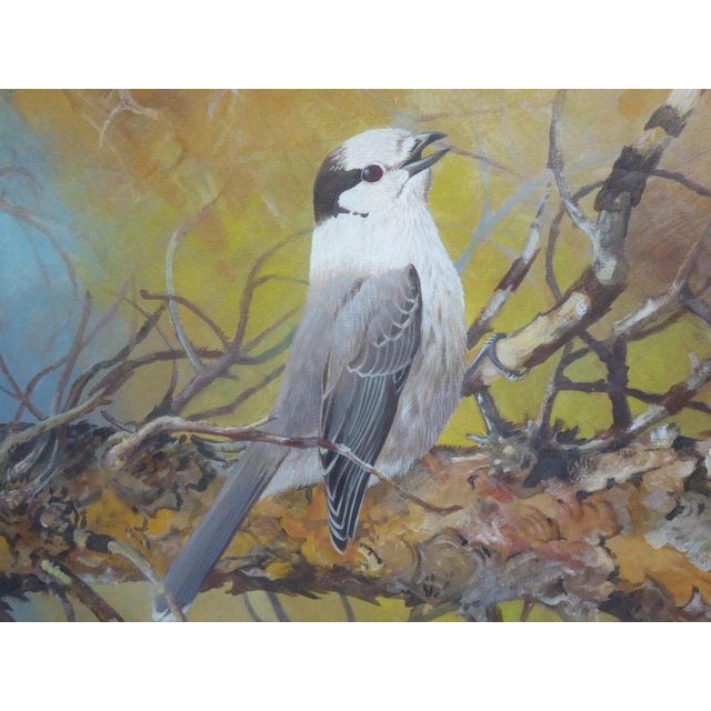 Michael Woodcock, Grey Jay, Wildlife Study, 1980s, Watercolour For Sale - Image 9 of 14