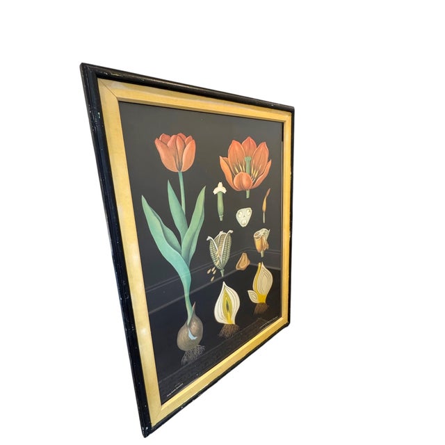 Mustard Large Framed Jung Koch Quentell Tulip Botanical Chart With Original Frame and Mat, West Germany, 1974 For Sale - Image 8 of 9
