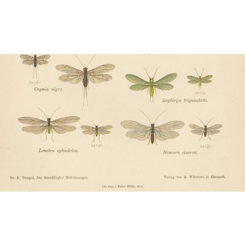 Entomological Lithographs from Die Geradflügler, Germany, 1908, Set of 2 For Sale - Image 11 of 12