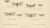 Entomological Lithographs from Die Geradflügler, Germany, 1908, Set of 2 For Sale - Image 11 of 12