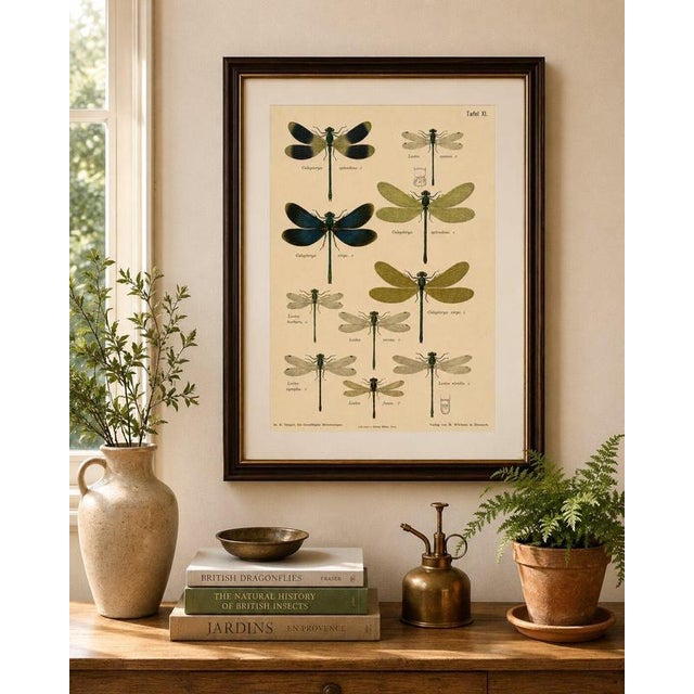 Richard Tümpel, Calopteryx & Lestes Damselfly from Die Geradflügler, 1908, Lithograph For Sale - Image 9 of 10