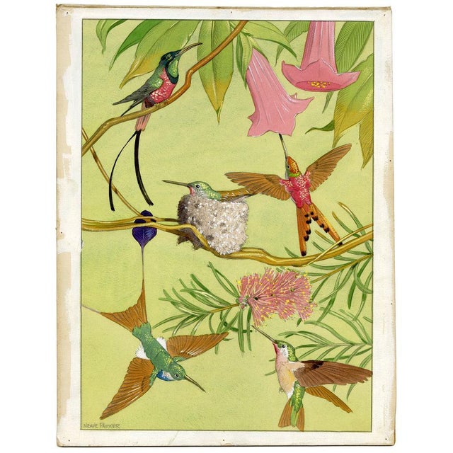 William Neave Parker, Hummingbirds Illustration, 1950s, Gouache For Sale - Image 4 of 9