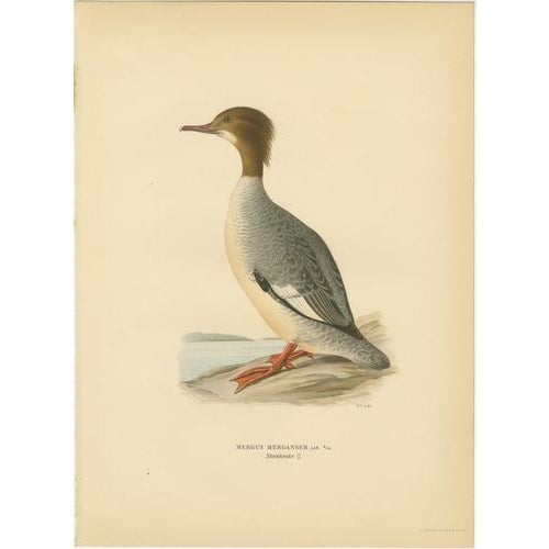 Black Antique Merganser Duck Lithographs, Sweden, 1929, Set of 6 For Sale - Image 8 of 10
