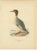 Black Antique Merganser Duck Lithographs, Sweden, 1929, Set of 6 For Sale - Image 8 of 10
