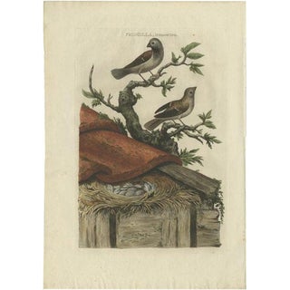 Sepp & Nozeman, House Sparrows, 1770, Print For Sale