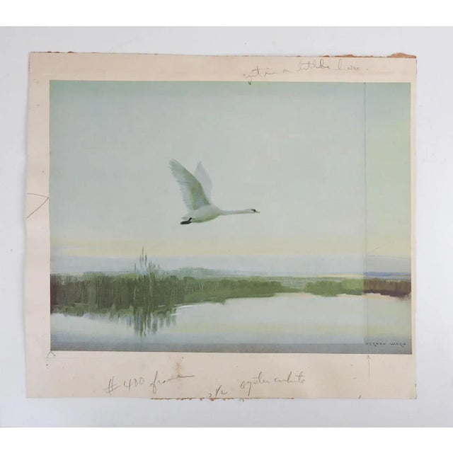English Vintage Mid 20th Century Vernon Ward Swan in Flight Print For Sale - Image 3 of 4