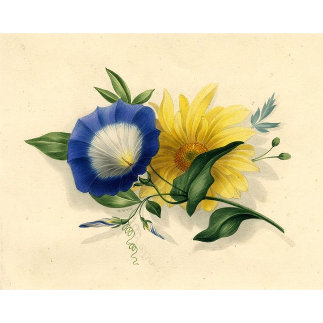 James Holland OWS, Morning Glory & Marguerite Daisy Flower, 1825, Watercolour For Sale