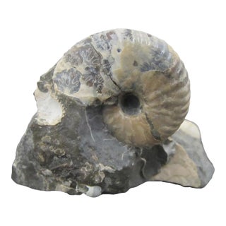 Genuine Fossil Shell Ammonite South Dakota Fox Hills Formation Scaphite For Sale