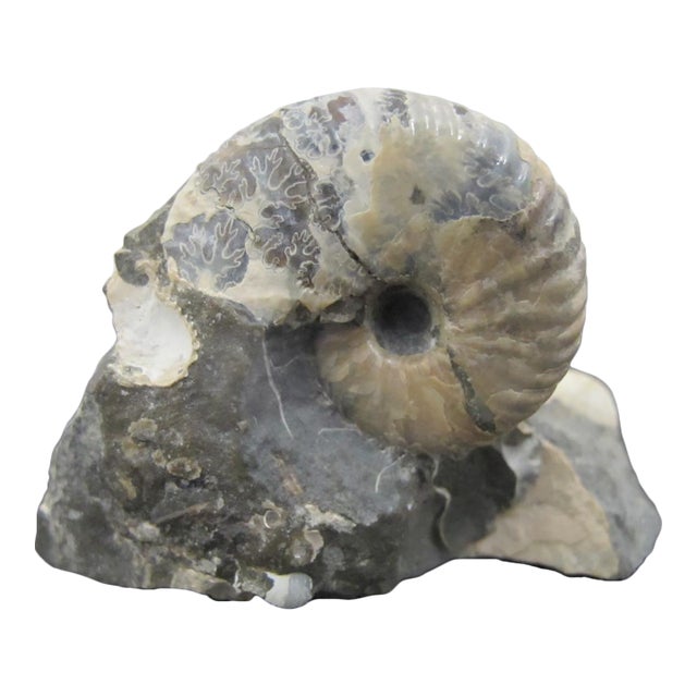 Genuine Fossil Shell Ammonite South Dakota Fox Hills Formation Scaphite For Sale