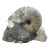 Genuine Fossil Shell Ammonite South Dakota Fox Hills Formation Scaphite For Sale