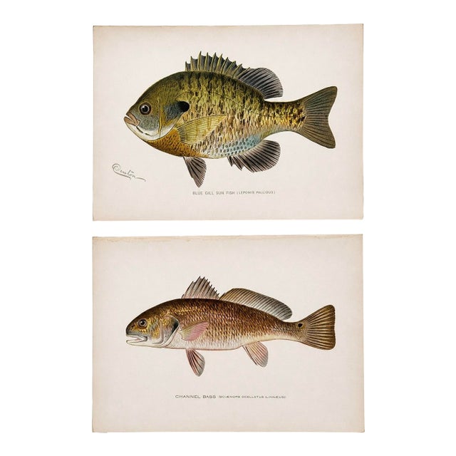Blue Gill Sunfish & Chanel Bass by Denton, Circa 1903 (S/2) For Sale