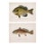 Blue Gill Sunfish & Chanel Bass by Denton, Circa 1903 (S/2) For Sale
