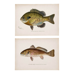 Blue Gill Sunfish & Chanel Bass by Denton, Circa 1903 (S/2)