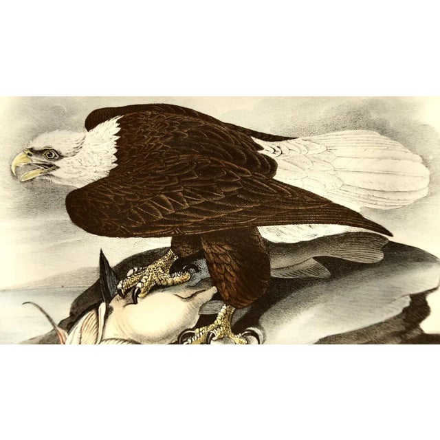Mid 19th Century Audubon "Bald Eagle", an Original Audubon Hand-Colored First Edition Lithograph, 1840 For Sale - Image 5 of 5