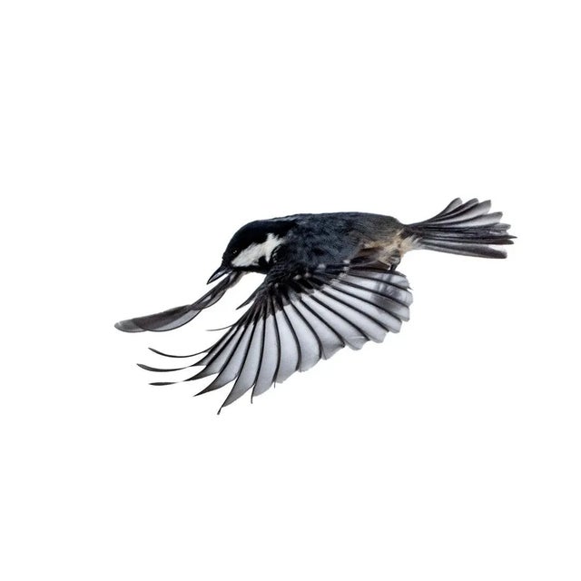 Jose A. Bernat Bacete, Close-Up of Tannenmeise (Periparus Ater) Coal Tit in Flight with Open Wings on a White Background,...