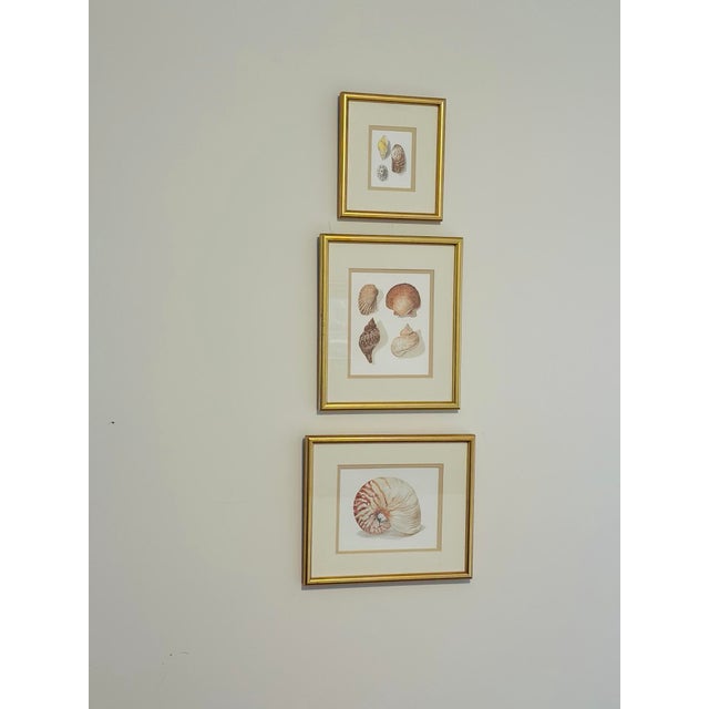 Cream Set of Three Seashell Paintings, Framed For Sale - Image 8 of 8