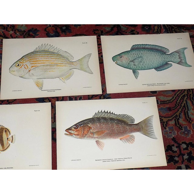 Authentic Antique 19th Century Saltwater Tropical Fish Lithographs - Set of 10 For Sale - Image 4 of 7