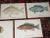 Authentic Antique 19th Century Saltwater Tropical Fish Lithographs - Set of 10 For Sale - Image 4 of 7