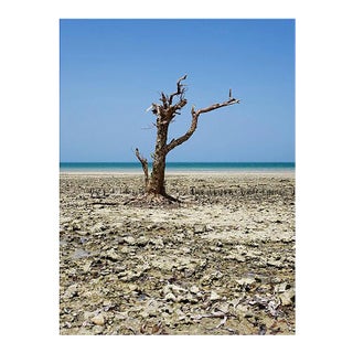 Still Alive, Zanzibar Photograph by Pierre Lesage For Sale