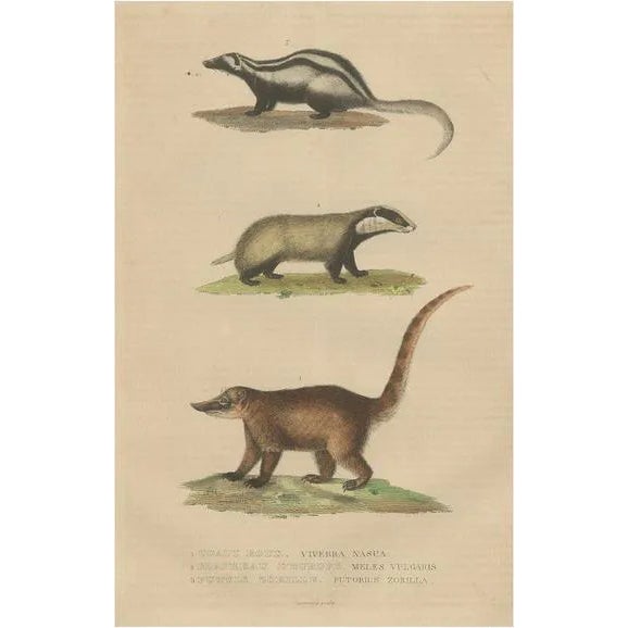 Coati and European Badger and Striped Polecat, 1845, Paper For Sale