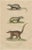Coati and European Badger and Striped Polecat, 1845, Paper For Sale