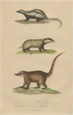 Coati and European Badger and Striped Polecat, 1845, Paper